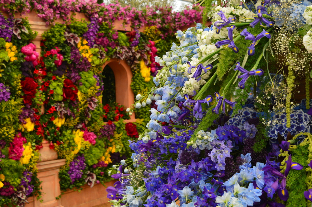 Flowers from the RHS Chelsea Flower Show