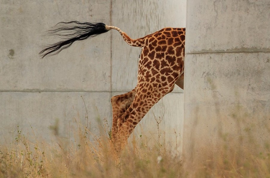 Giraffe photography of the year NHM
