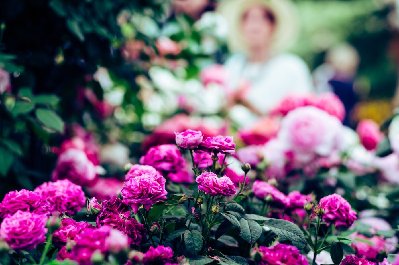 Chelsea Flower Show 2023