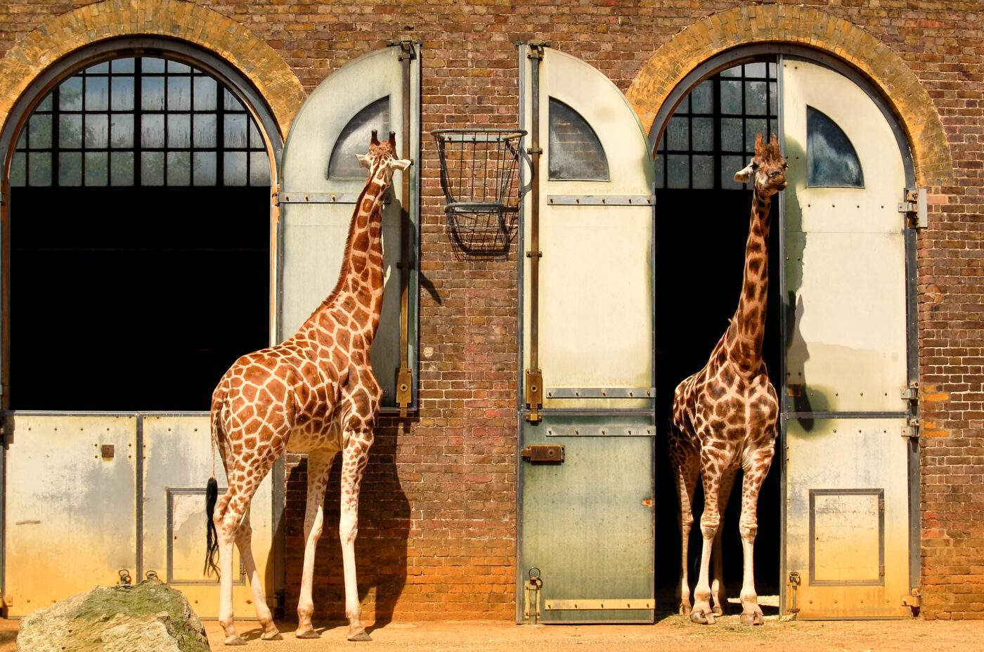 Giraffes at the ZSL London Zoo in Regent's Park