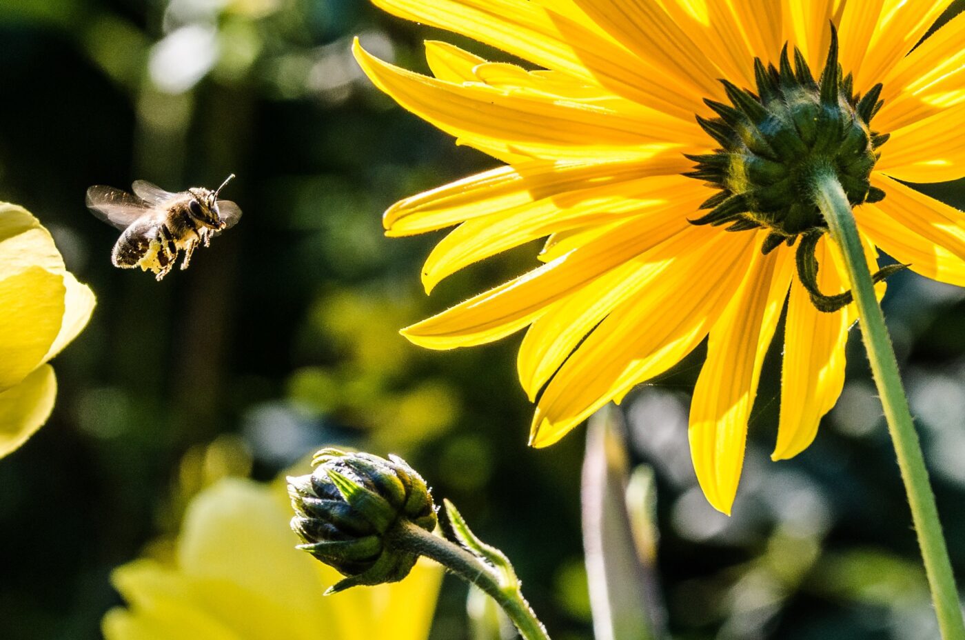 A bee pollinating a flower