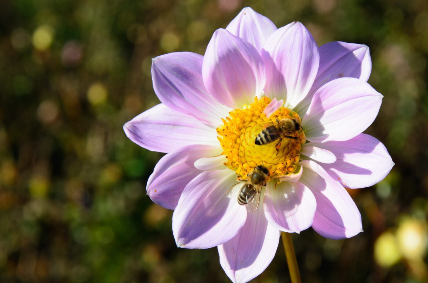 A pair of bees pollinating a flower