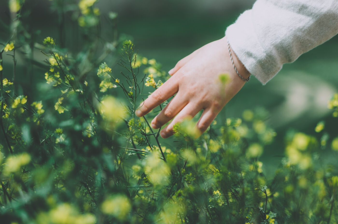 A person's hand gently hovers over small yellow wildflowers, with a blurred green background. The person is wearing a light long-sleeve shirt, a thin bracelet, and bears a wicked sense of curiosity in their gentle touch.